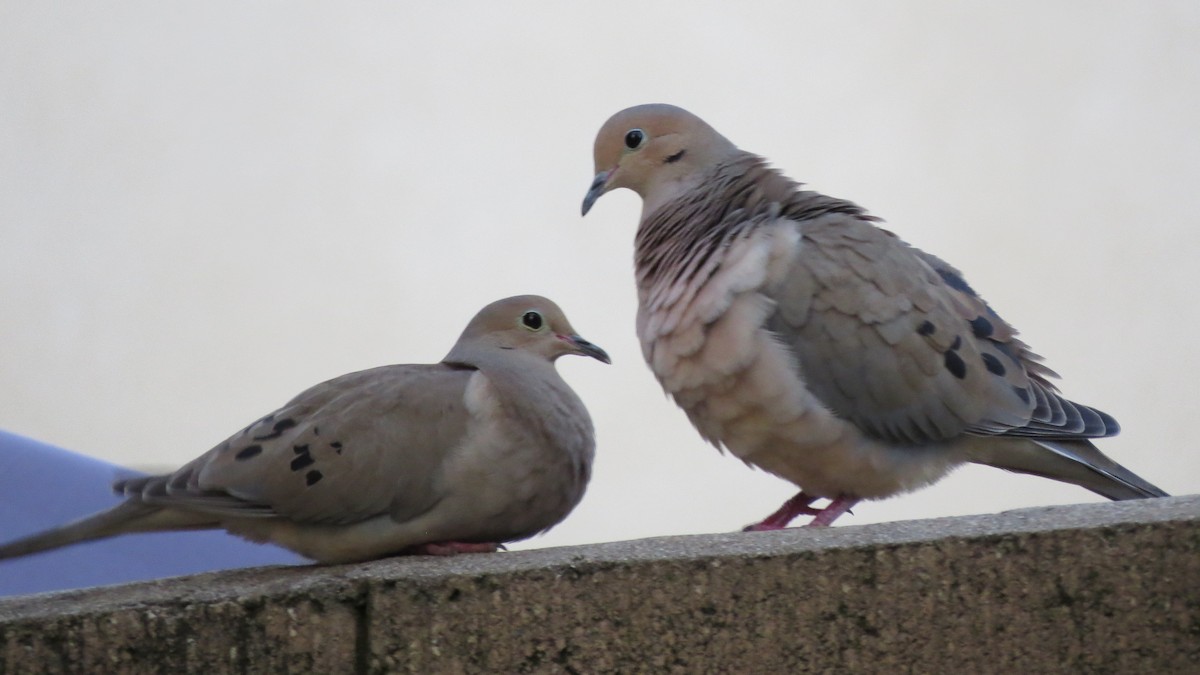 Mourning Dove - ML617107747