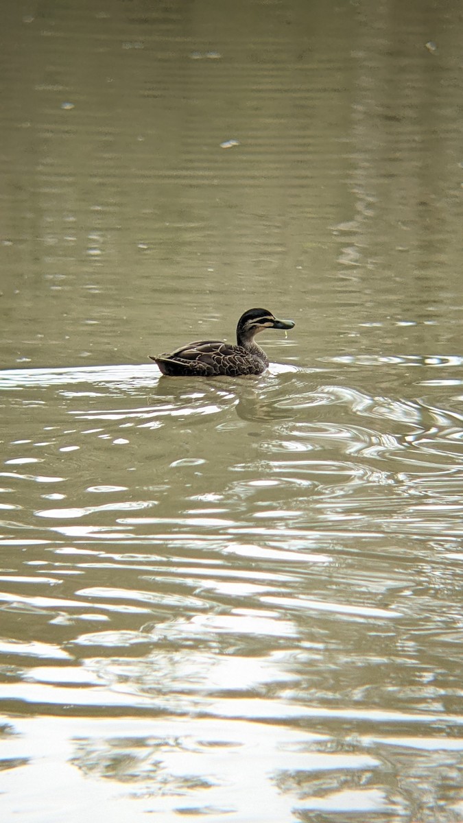 Pacific Black Duck - Bemma Watson Hernandez