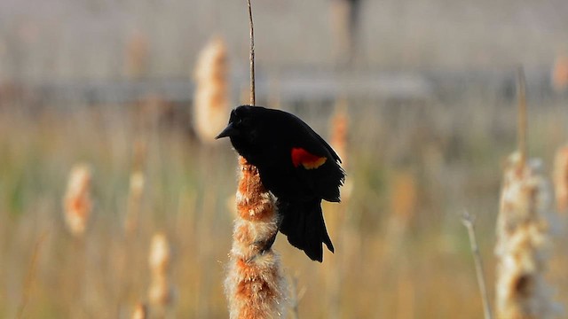 Red-winged Blackbird - ML617107794