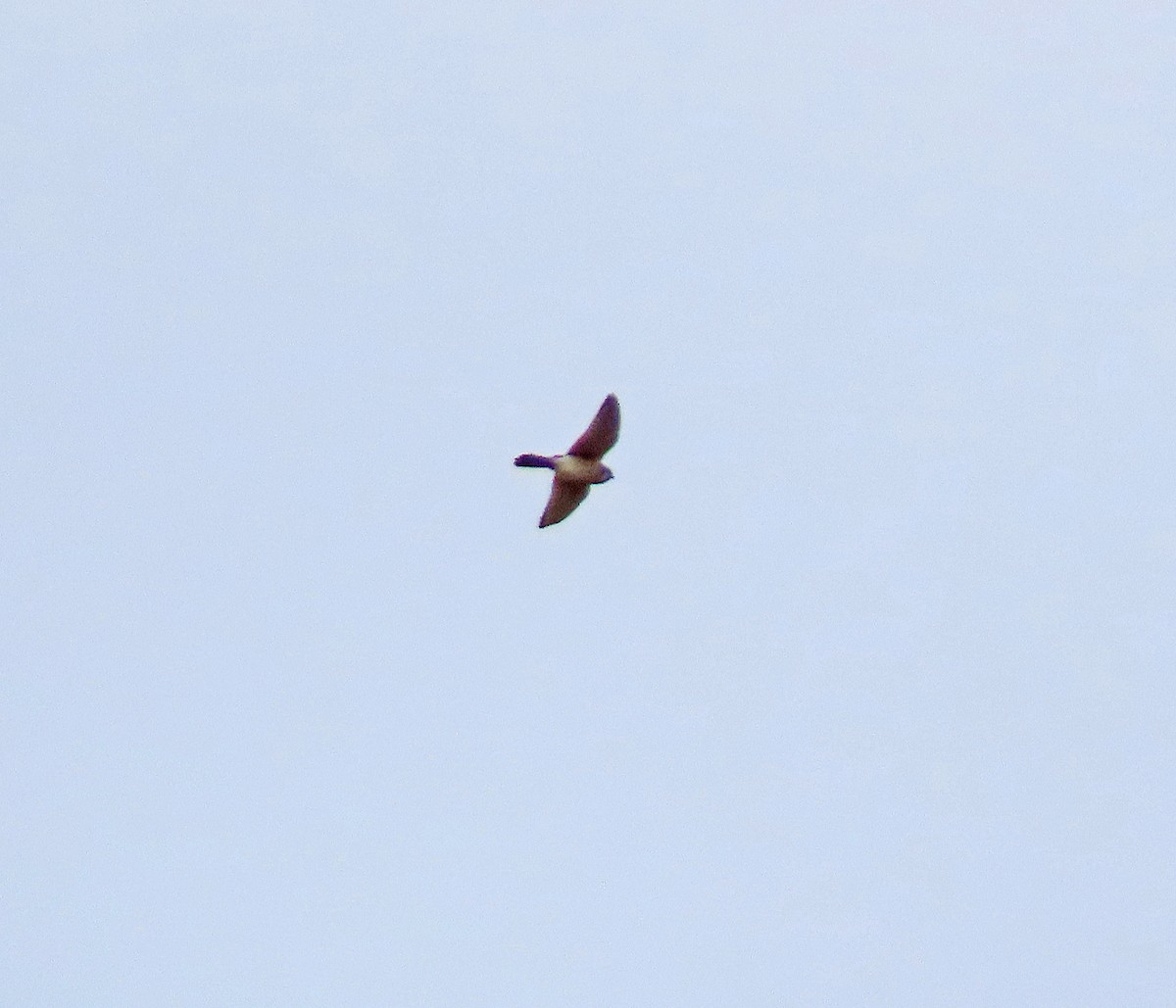 American Kestrel - ML617107857