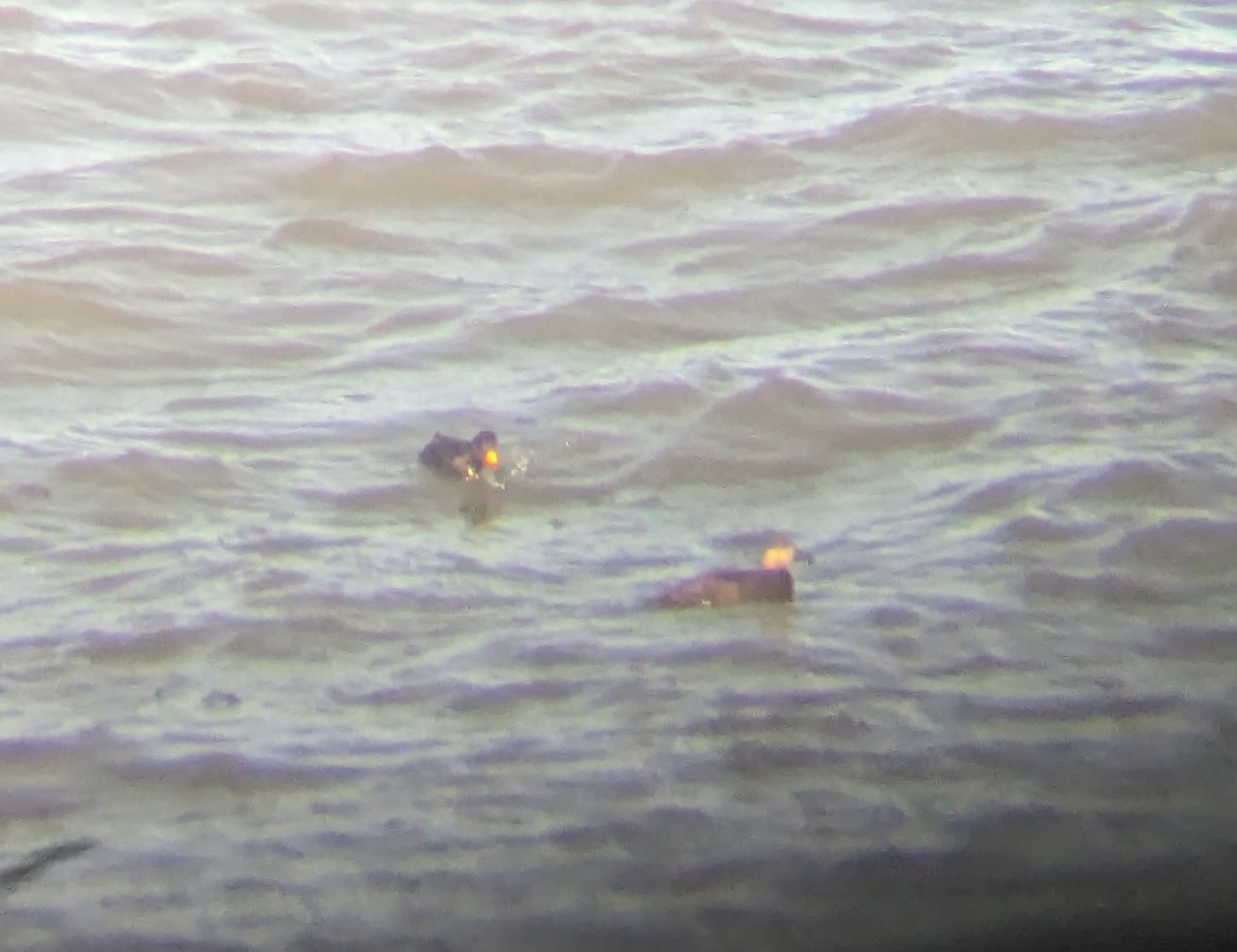 Black Scoter - ML617107872
