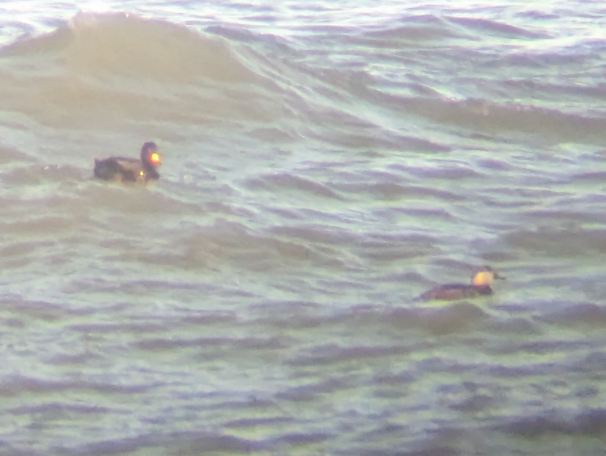 Black Scoter - Daniel Farrar