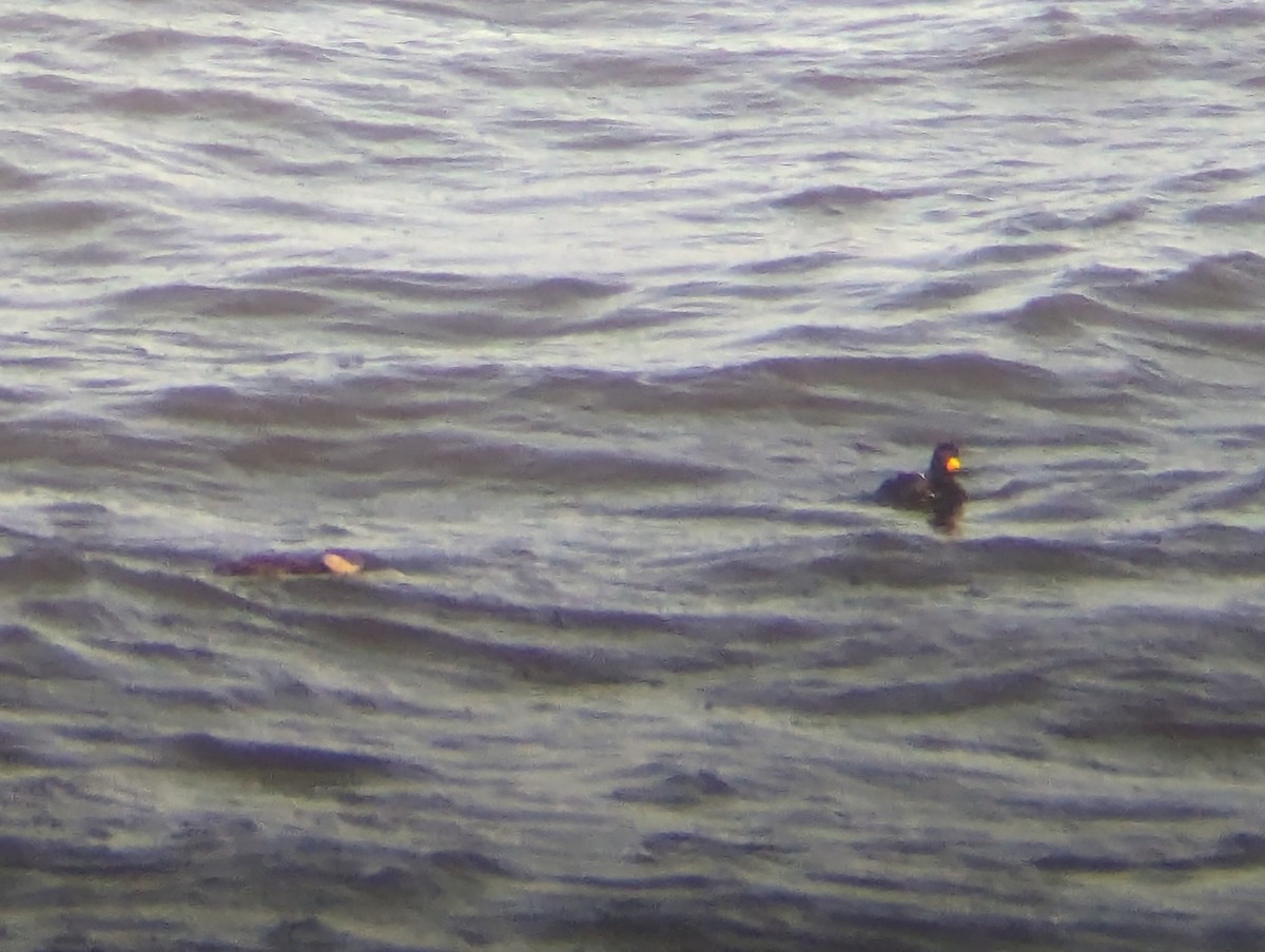 Black Scoter - ML617107874