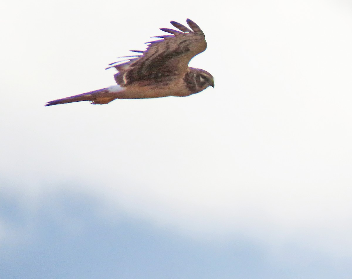 Northern Harrier - Shilo McDonald