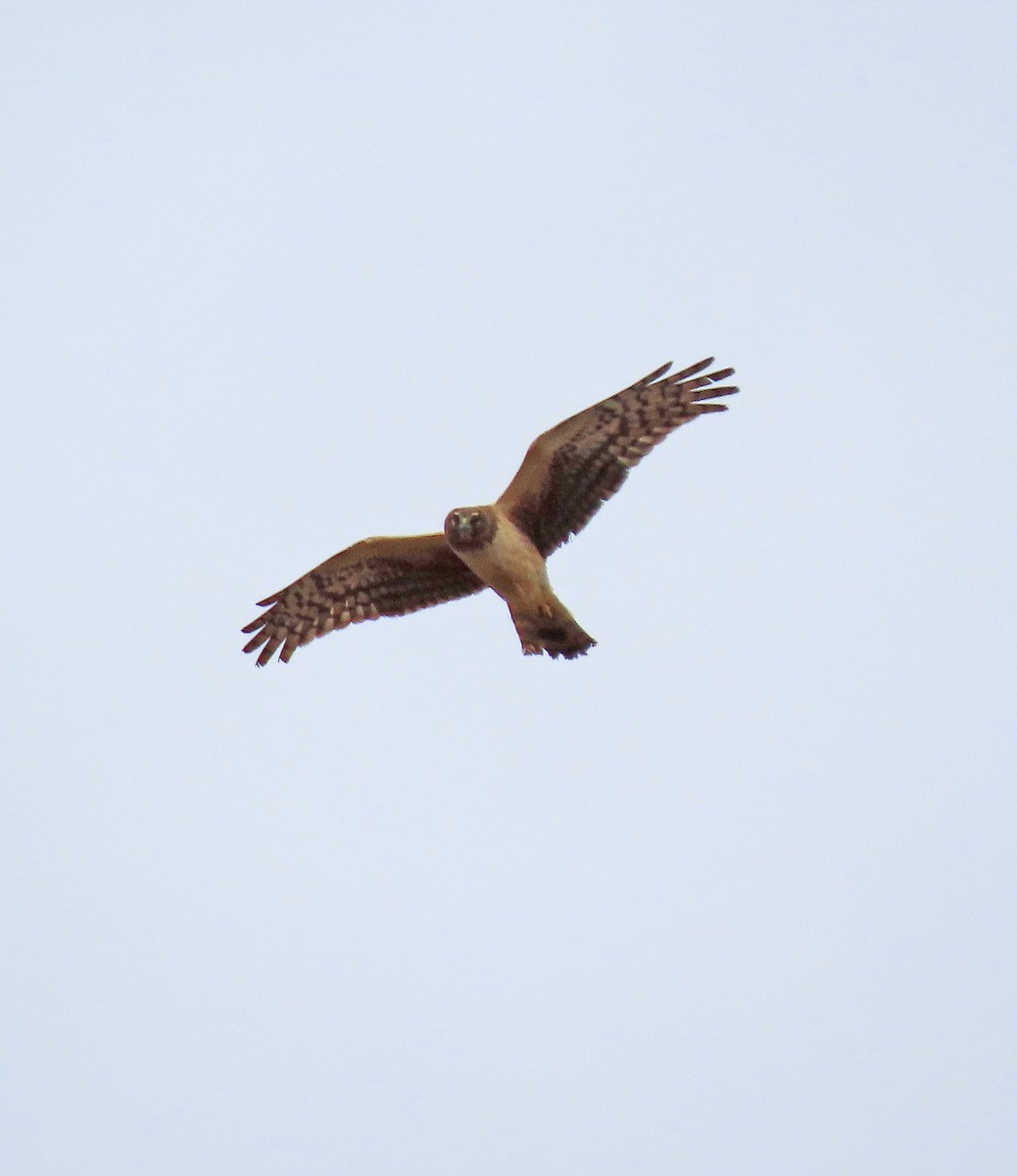 Northern Harrier - ML617107878