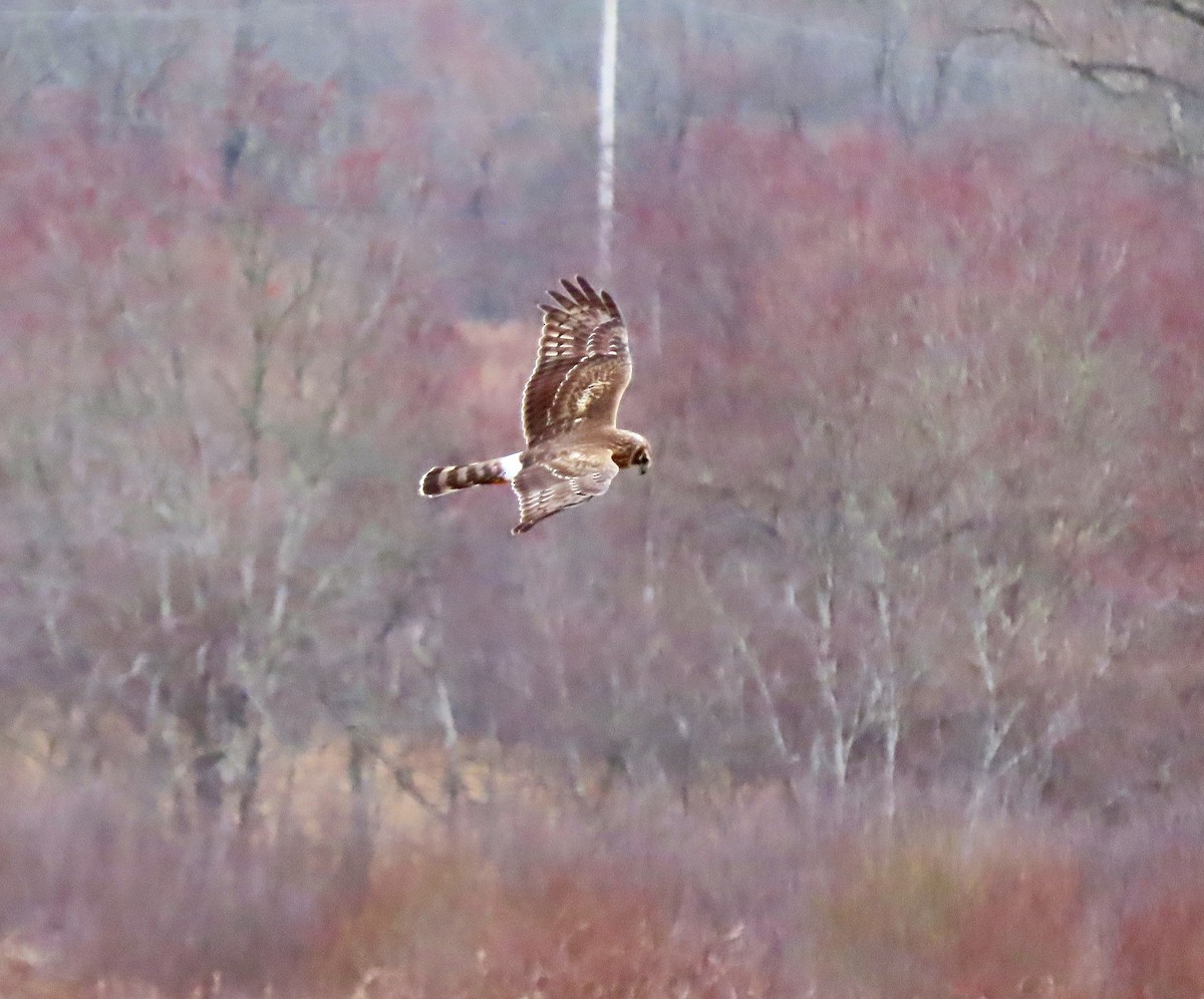 Northern Harrier - ML617107881