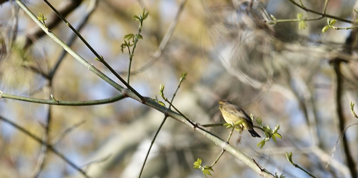 Palm Warbler - Julie Smith