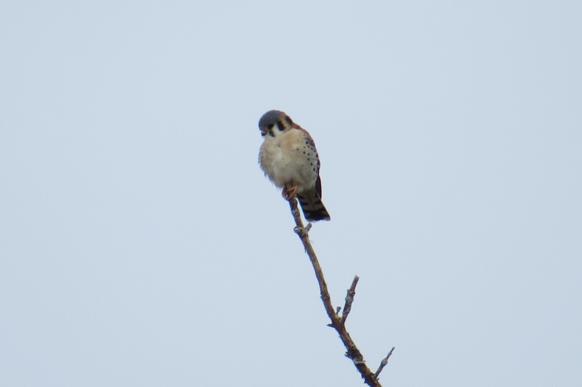 American Kestrel - ML617107966