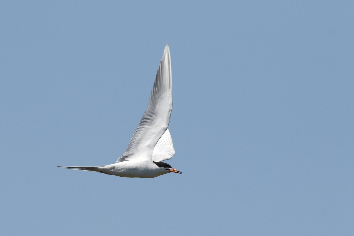 Forster's Tern - ML617107972