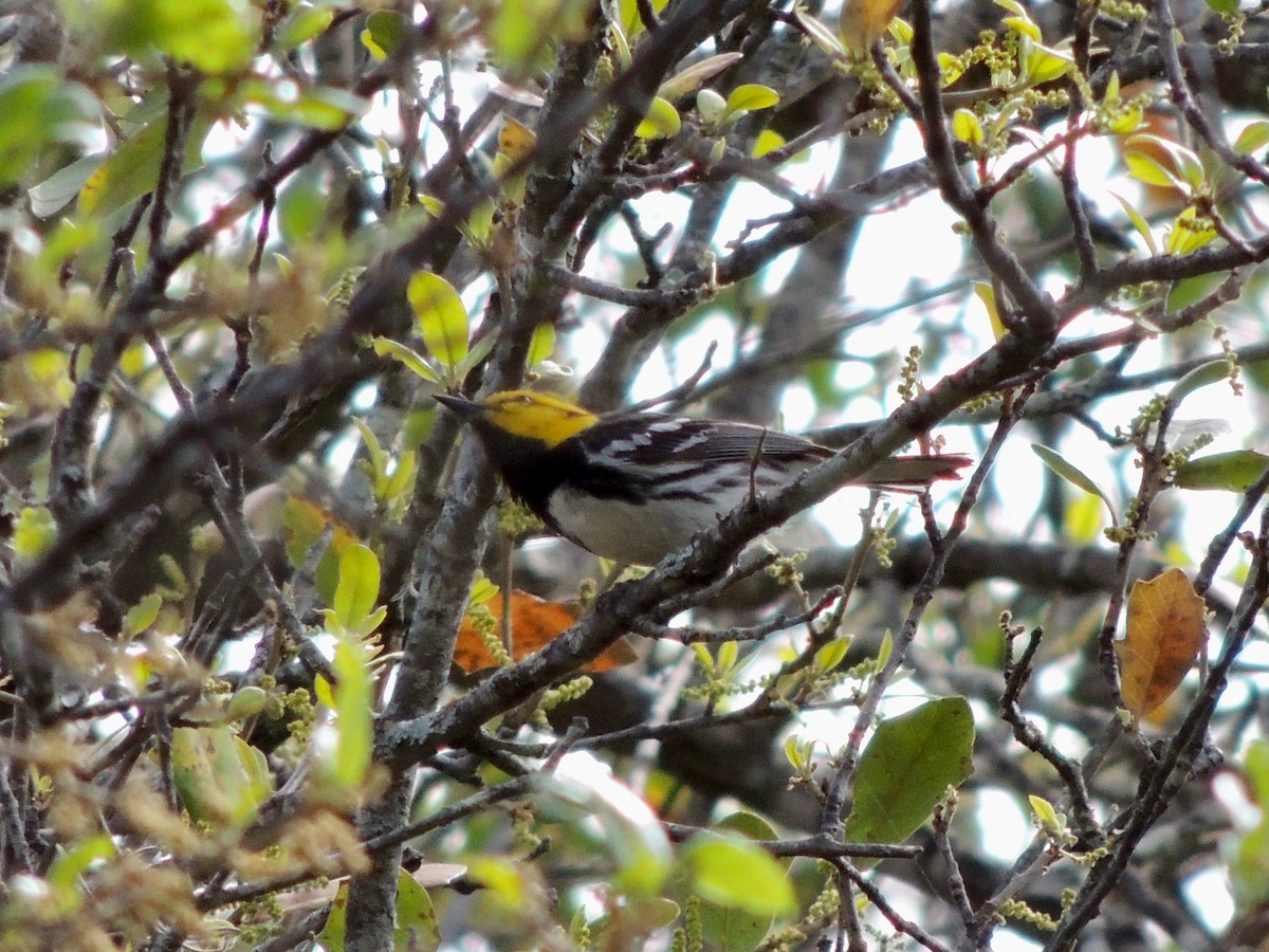 Golden-cheeked Warbler - ML617107992