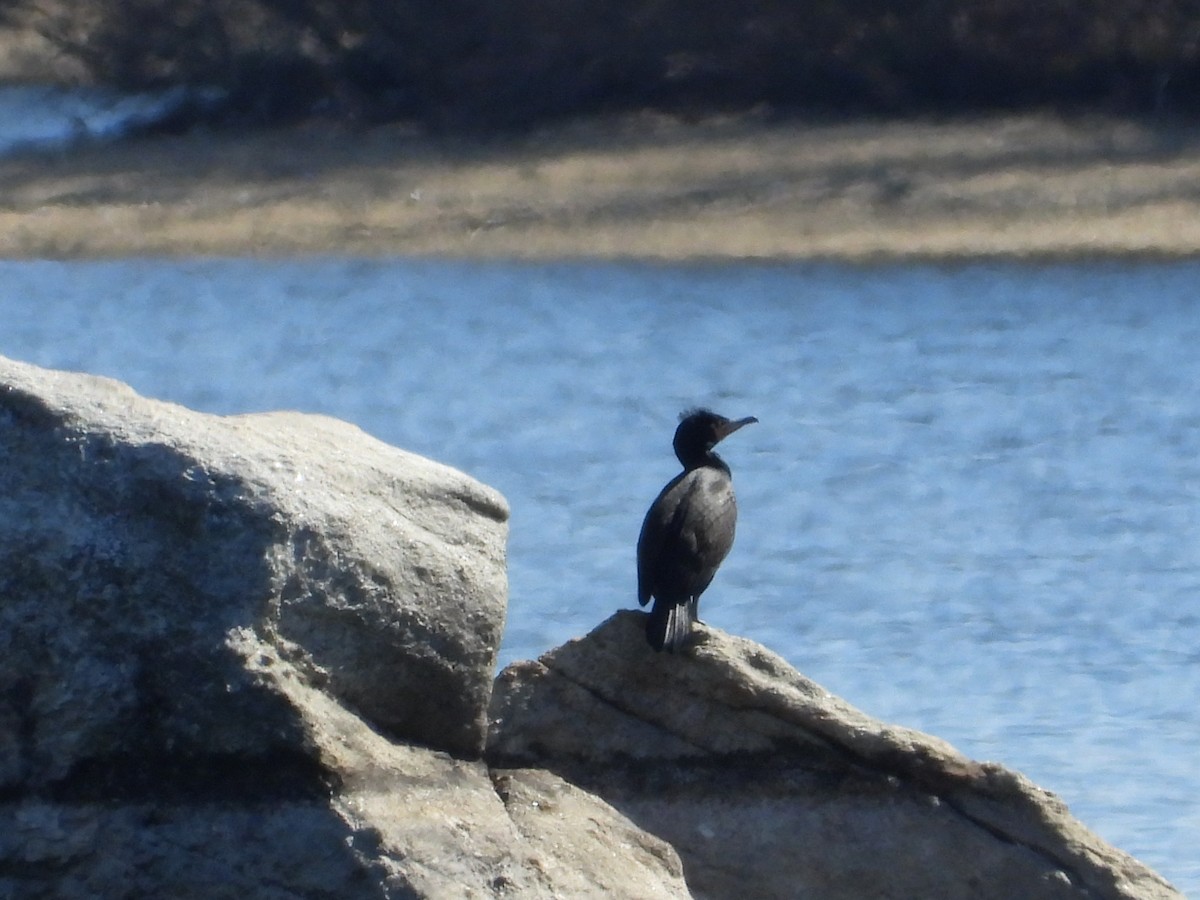 Cormorán Orejudo - ML617108018