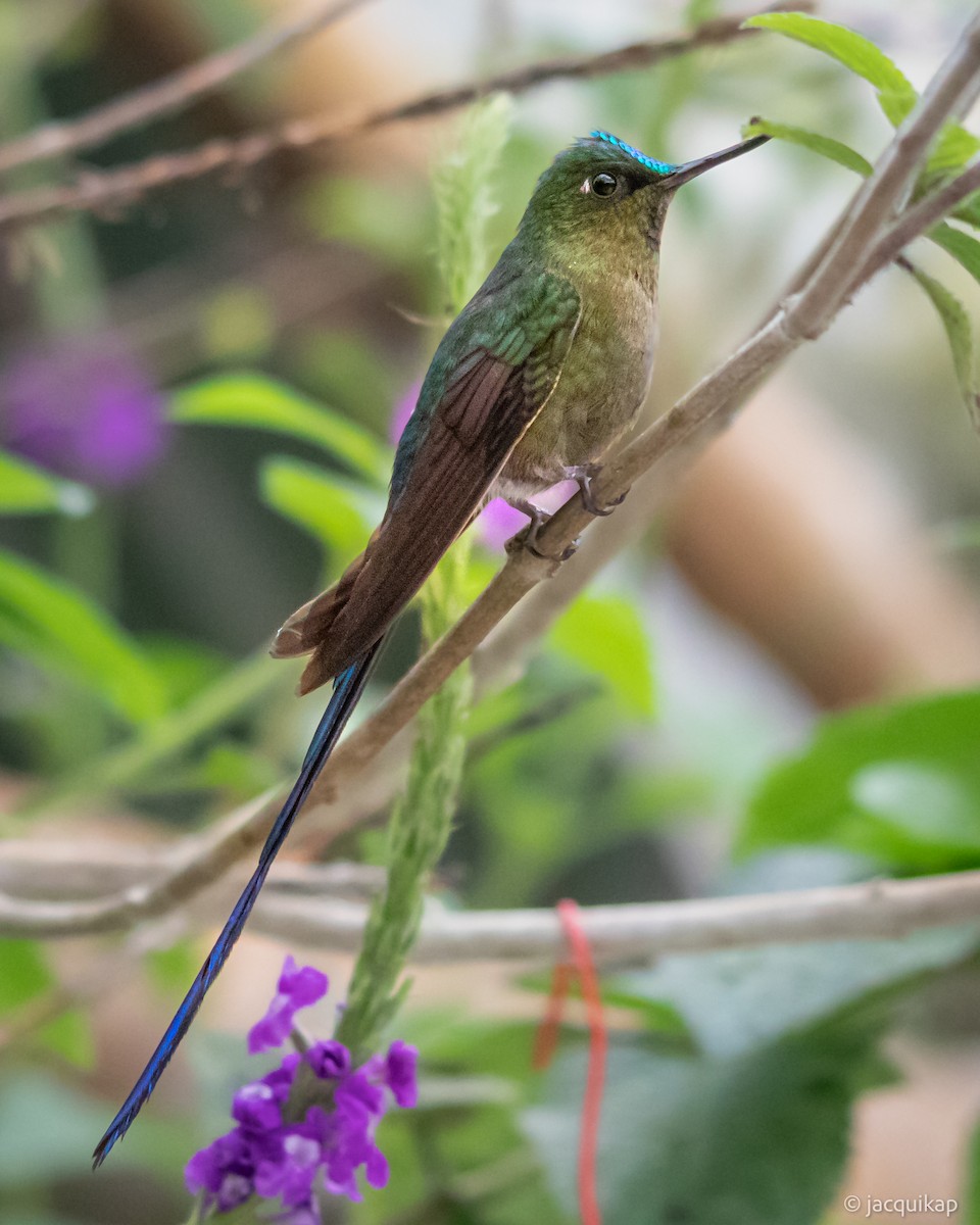 Violet-tailed Sylph - ML617108034