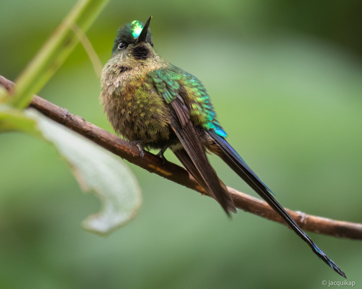 Violet-tailed Sylph - Jacqui Kaplan