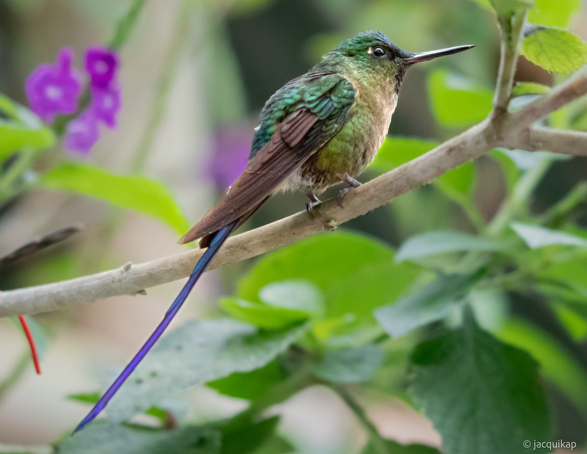 Violet-tailed Sylph - ML617108038