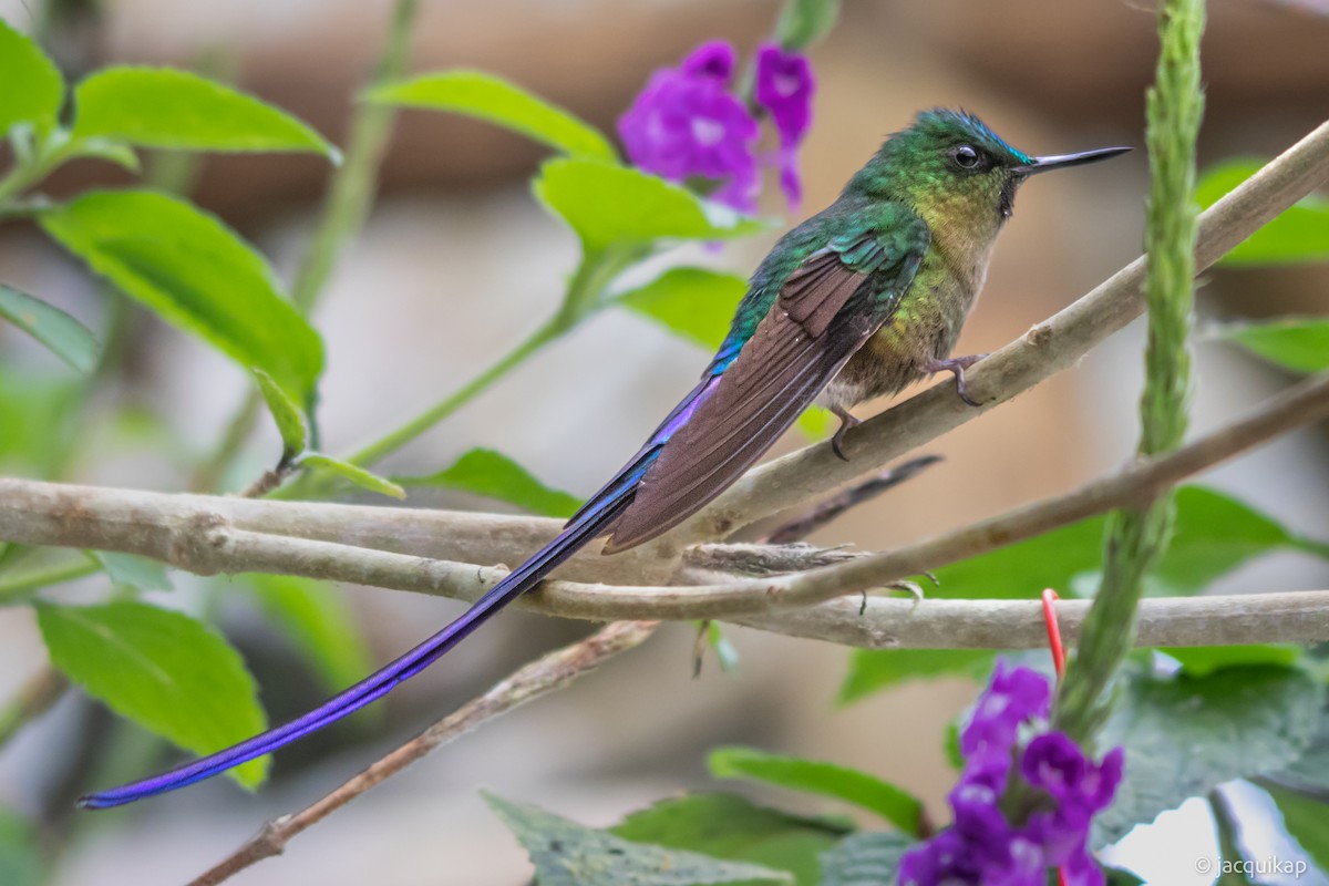 Violet-tailed Sylph - ML617108039