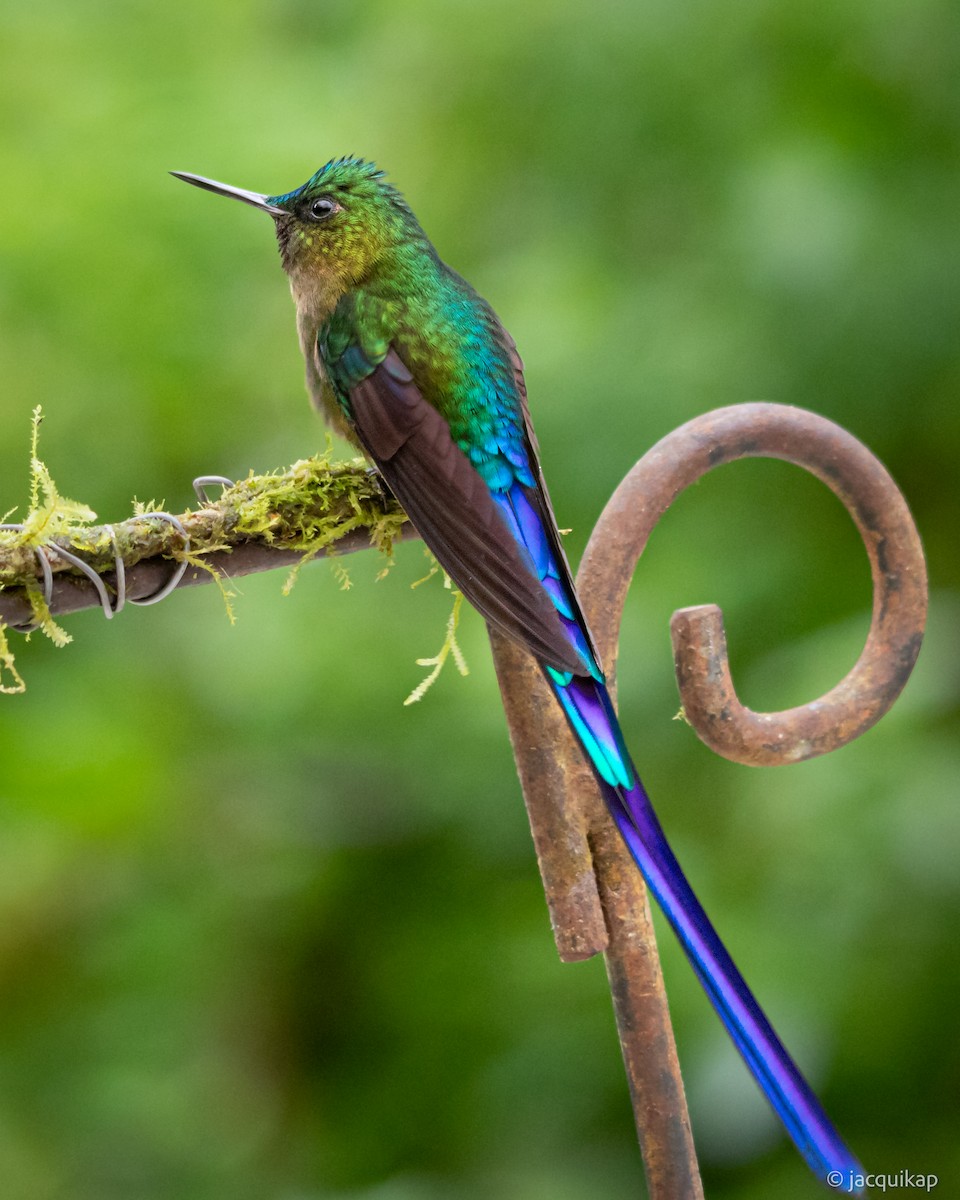 Violet-tailed Sylph - ML617108040