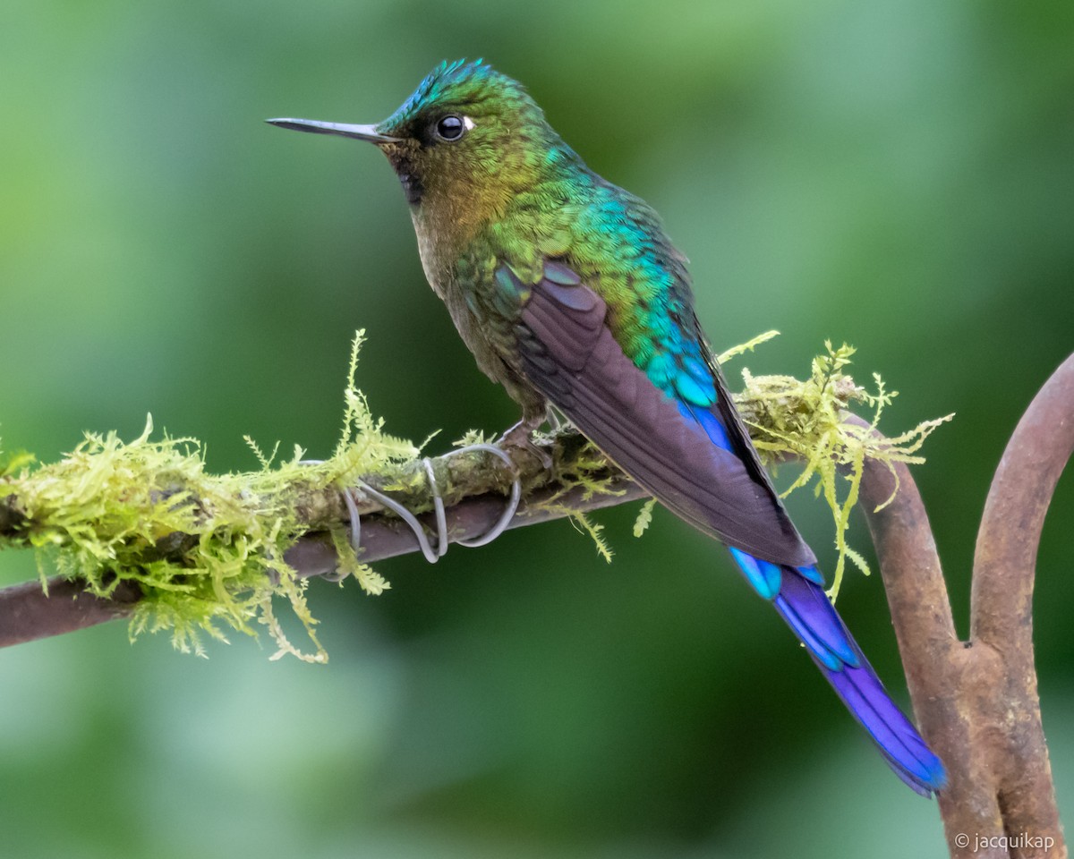 Violet-tailed Sylph - ML617108041
