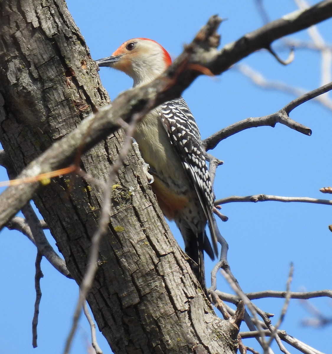 Red-bellied Woodpecker - ML617108060