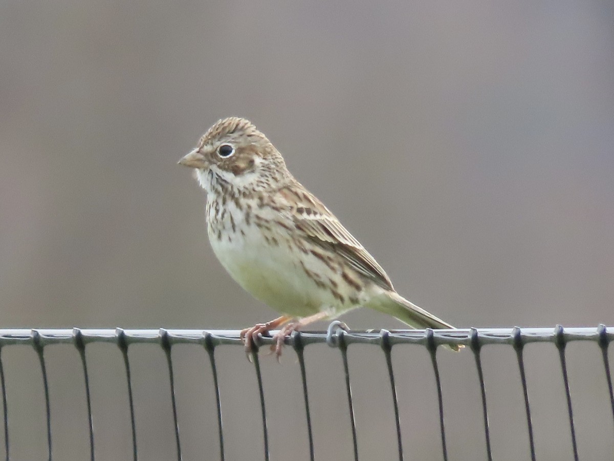 Vesper Sparrow - Tim Carney