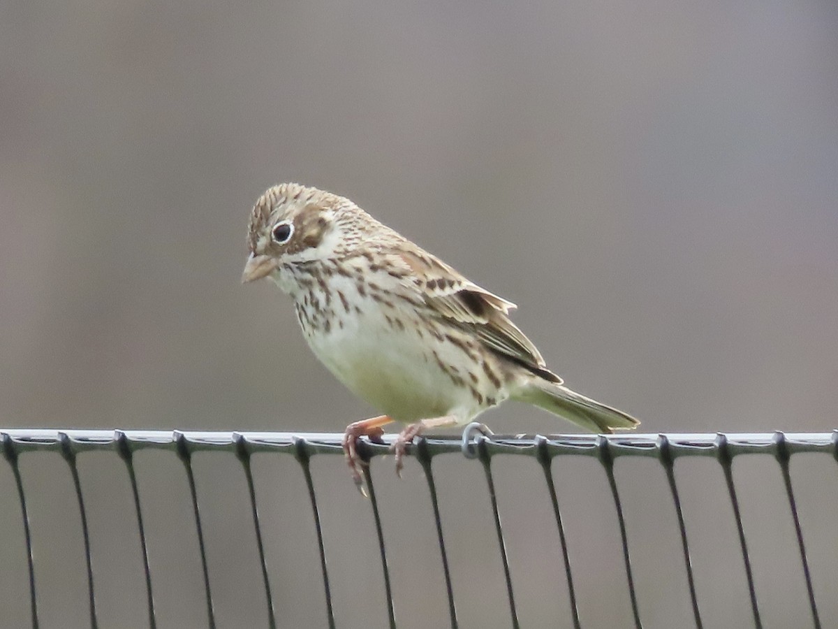 Vesper Sparrow - ML617108076