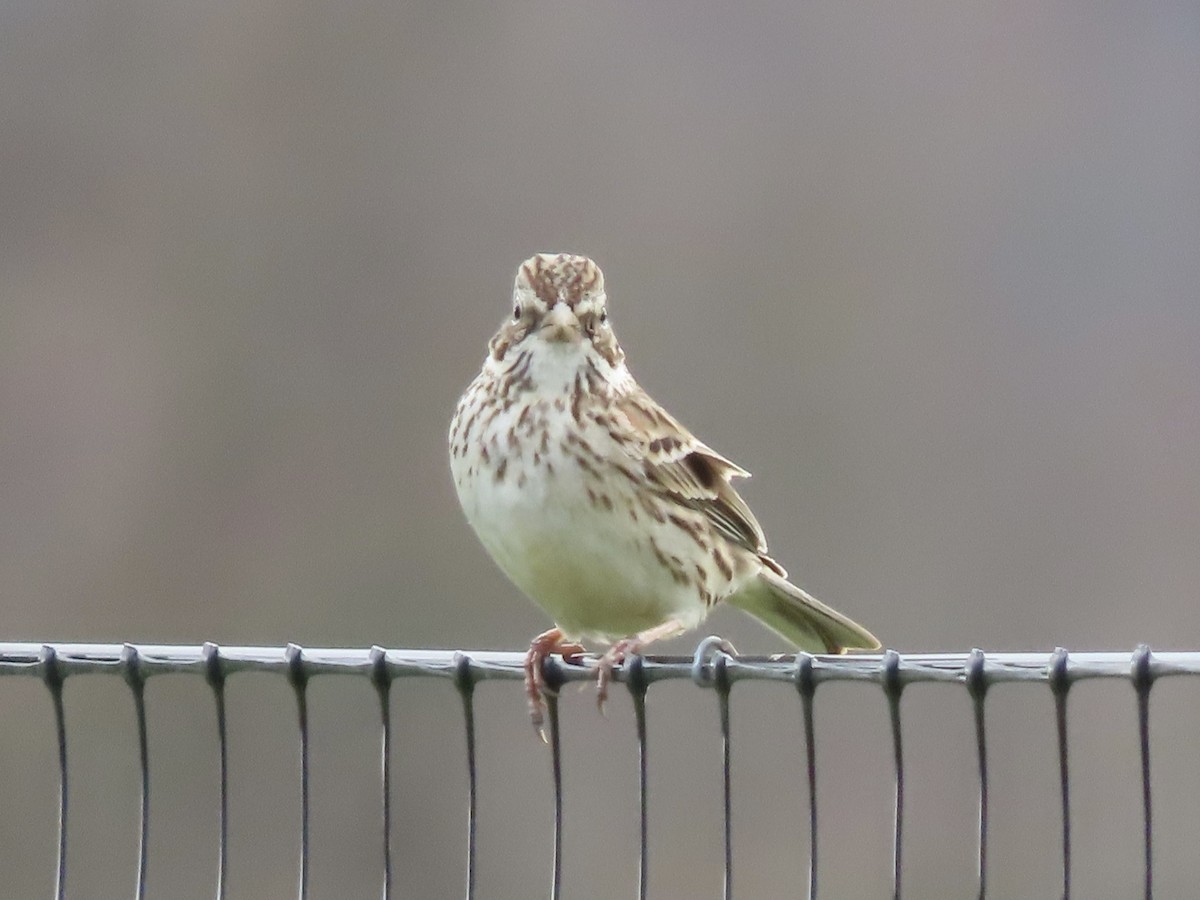 Vesper Sparrow - ML617108077