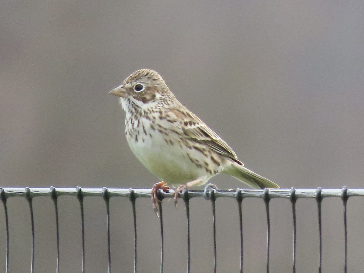 Vesper Sparrow - ML617108078