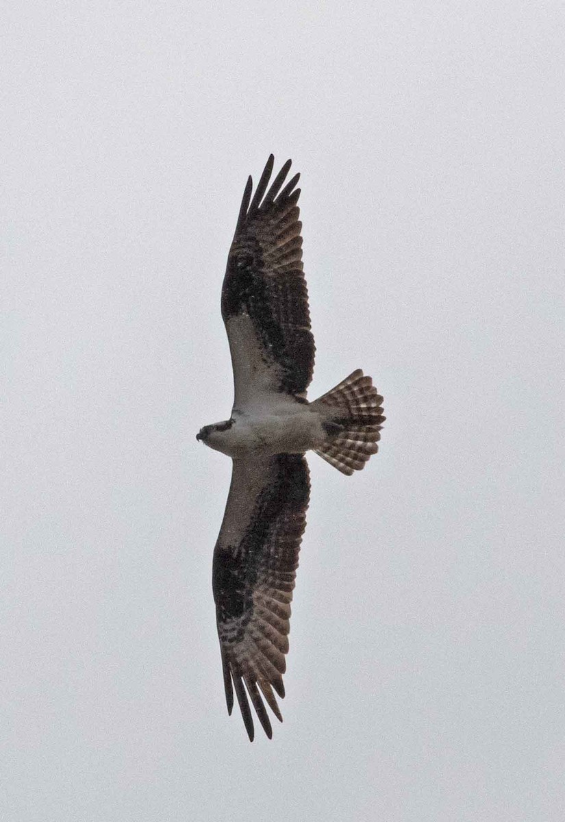 Águila Pescadora - ML617108082