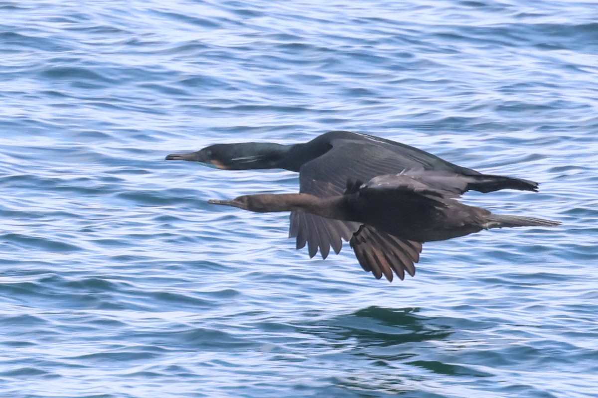 Pelagic Cormorant - ML617108096