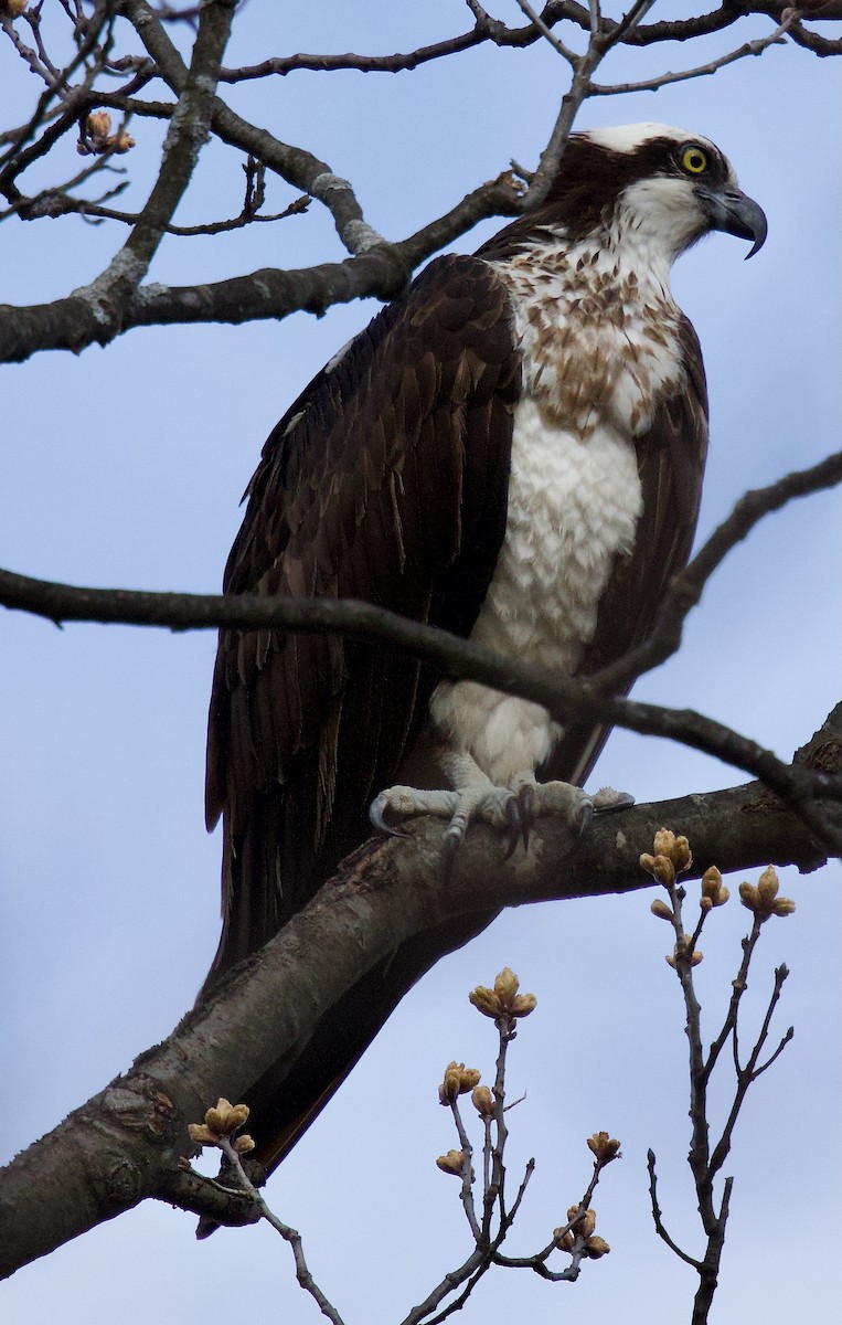 Águila Pescadora - ML617108098