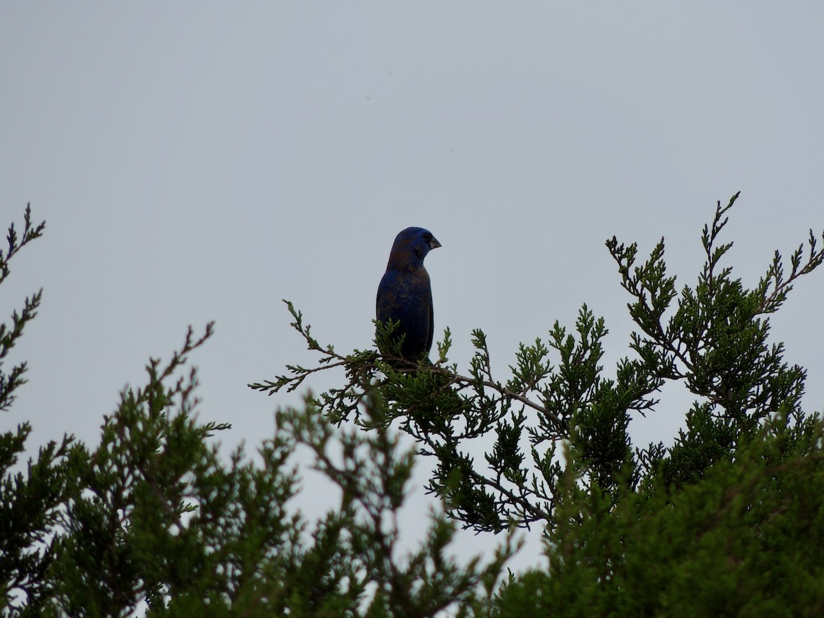 Blue Grosbeak - ML617108102