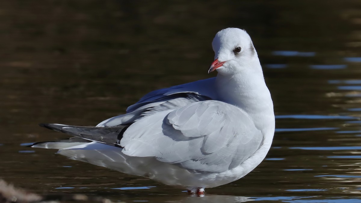 Mouette rieuse - ML617108103