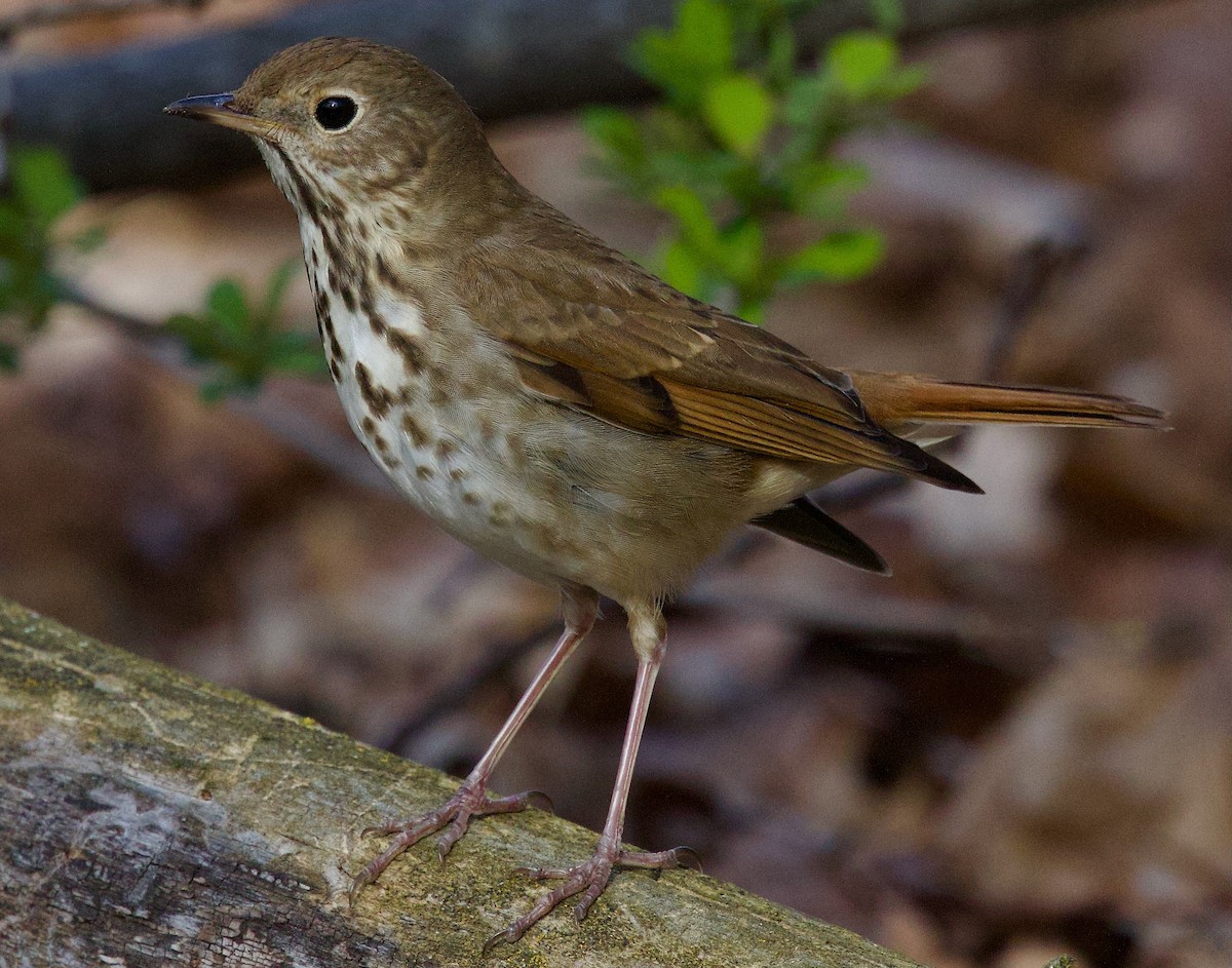 Hermit Thrush - Michael Yellin