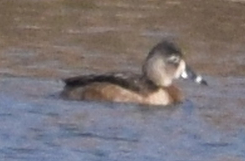 Ring-necked Duck - Richard Buist