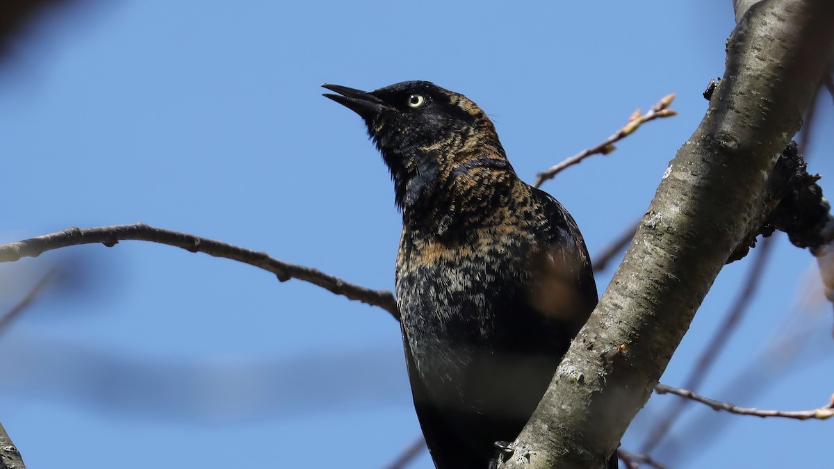 Rusty Blackbird - ML617108154