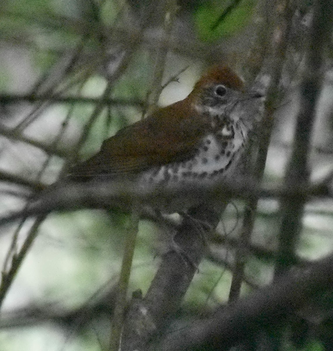 Wood Thrush - Dale Wolck