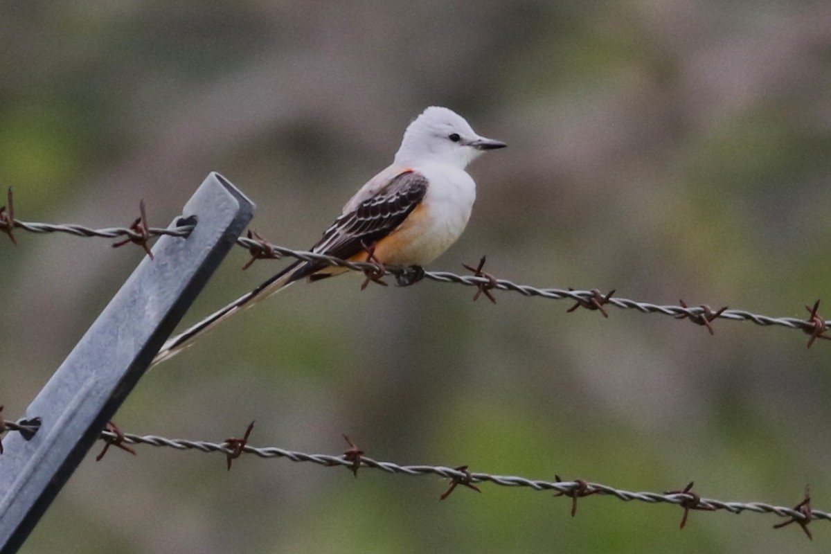 Scissor-tailed Flycatcher - ML617108190