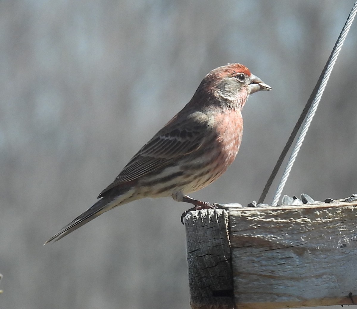 House Finch - ML617108196