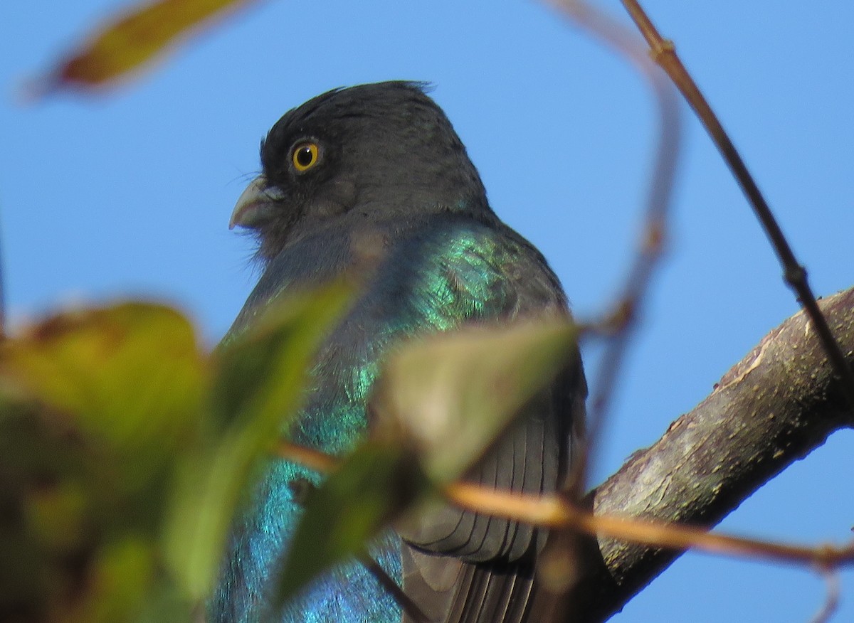 guløyetrogon - ML617108197