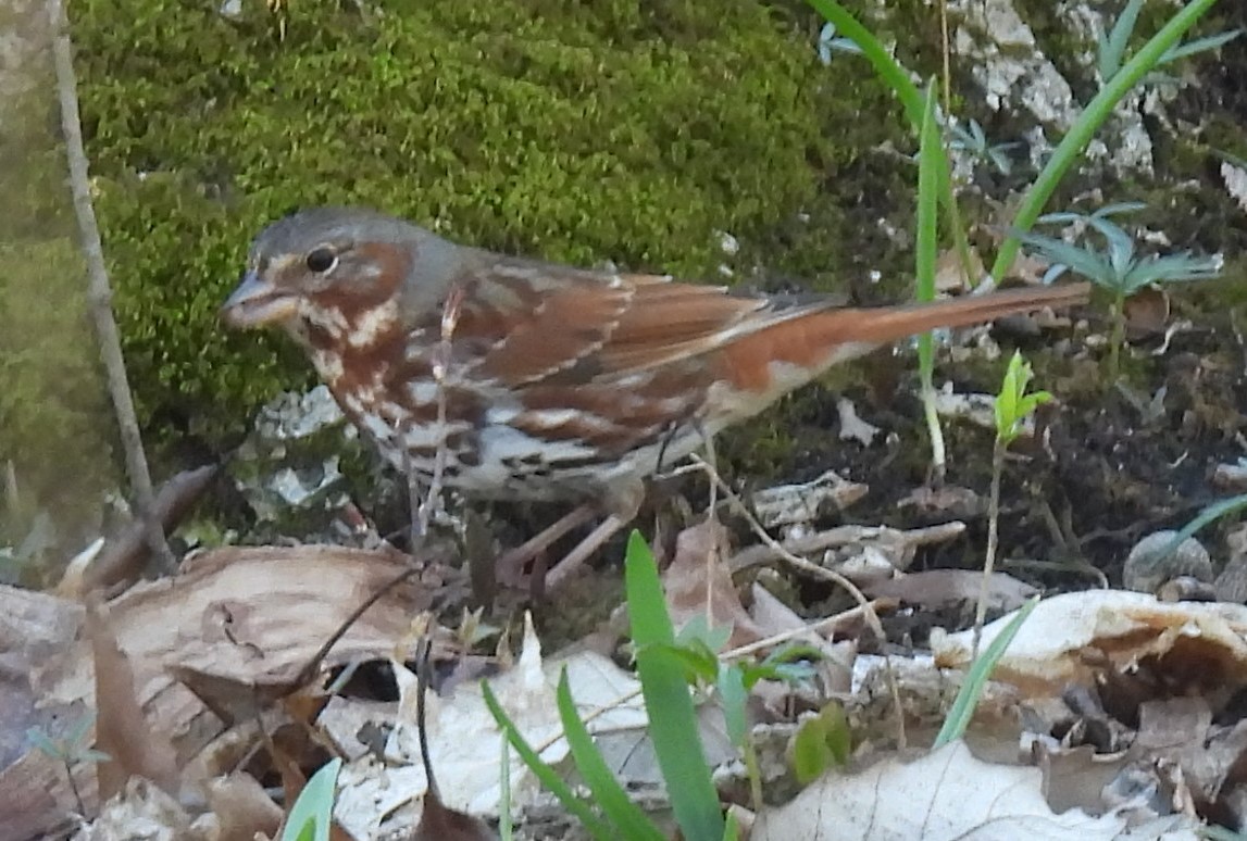 Fox Sparrow - ML617108247