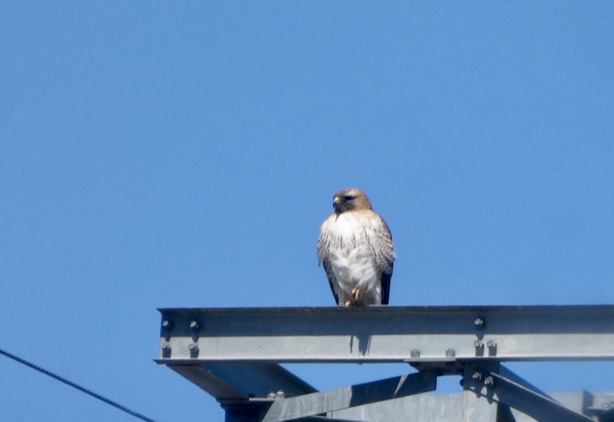 Red-tailed Hawk - ML617108290