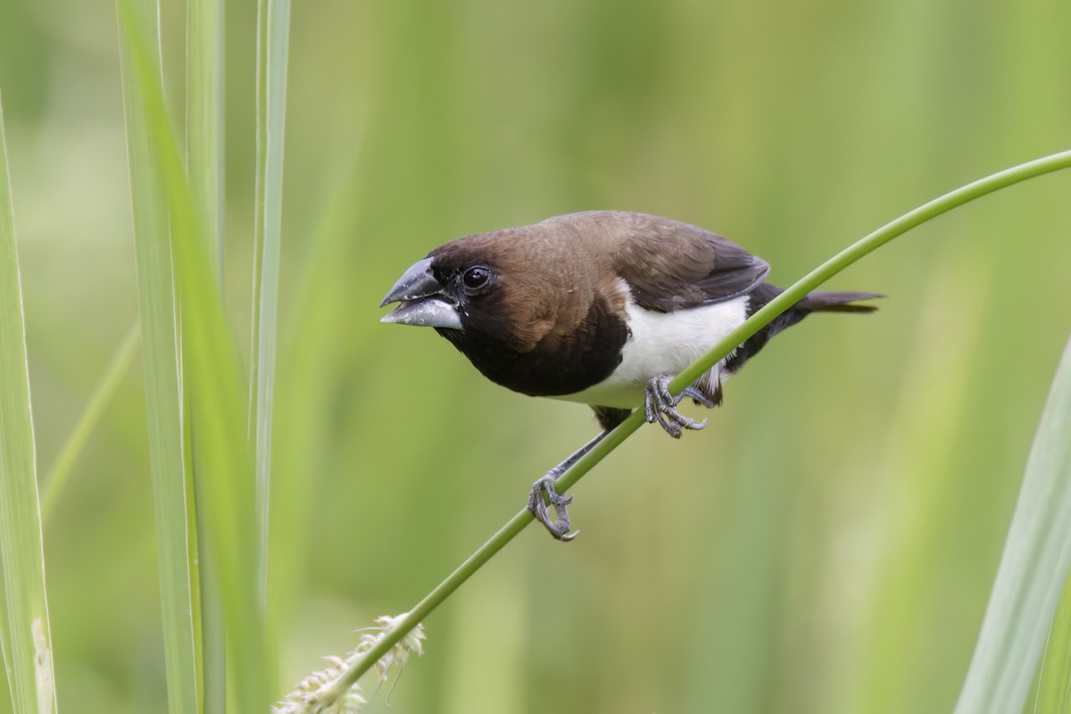 Javan Munia - Andreas Heikaus