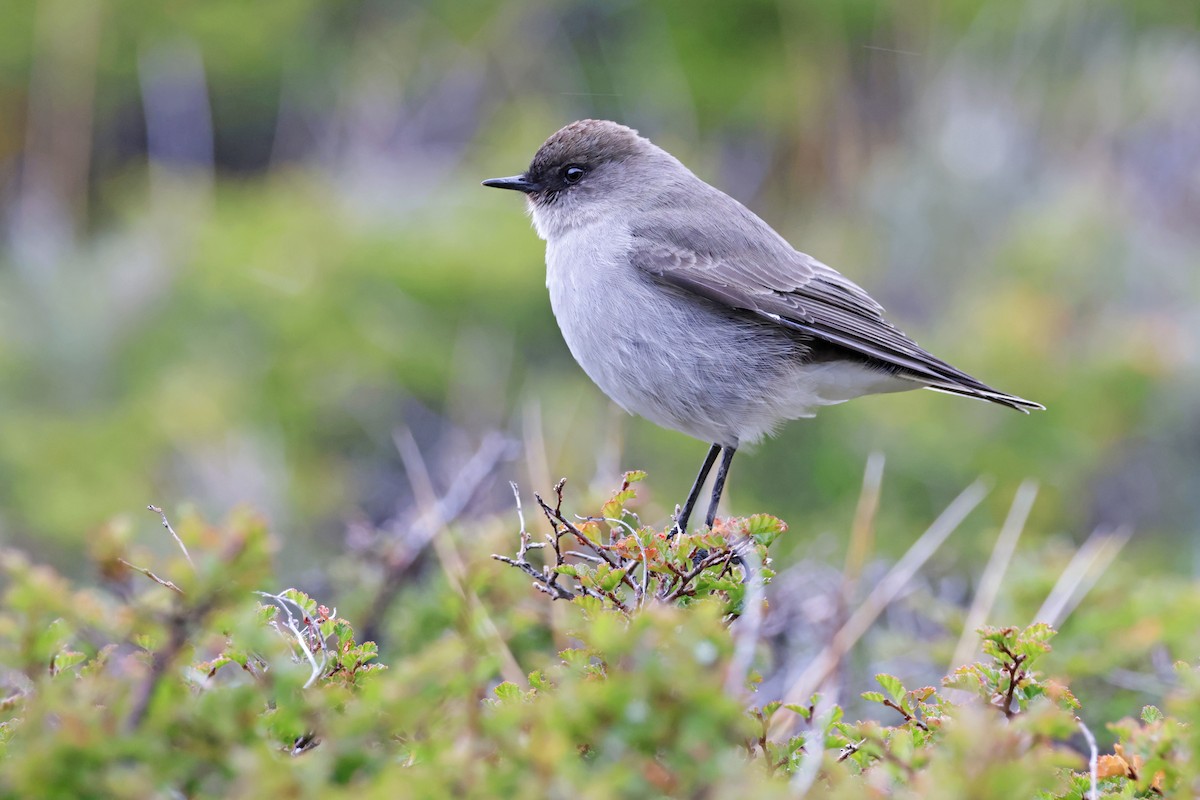 Dark-faced Ground-Tyrant - ML617108335