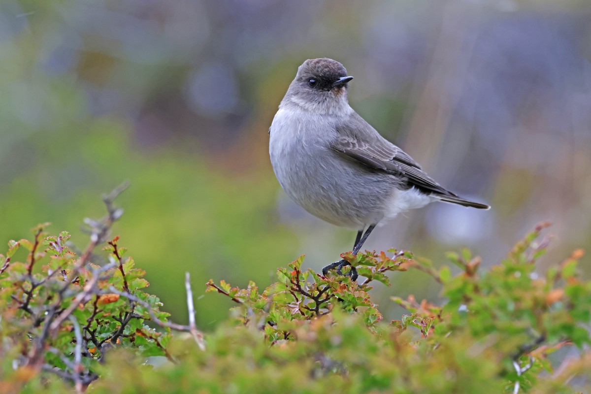 Dark-faced Ground-Tyrant - ML617108363
