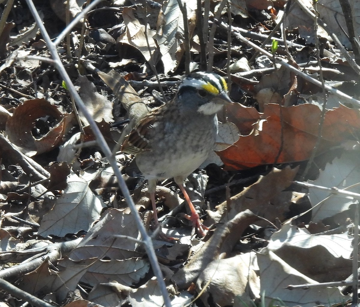 White-throated Sparrow - ML617108401