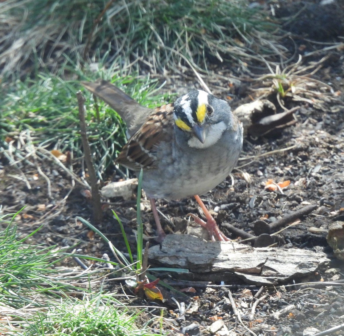 White-throated Sparrow - ML617108437
