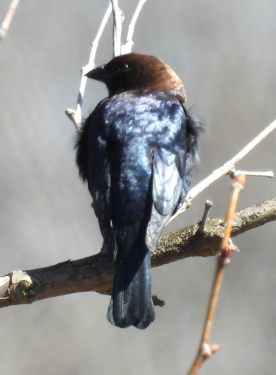 Brown-headed Cowbird - ML617108470