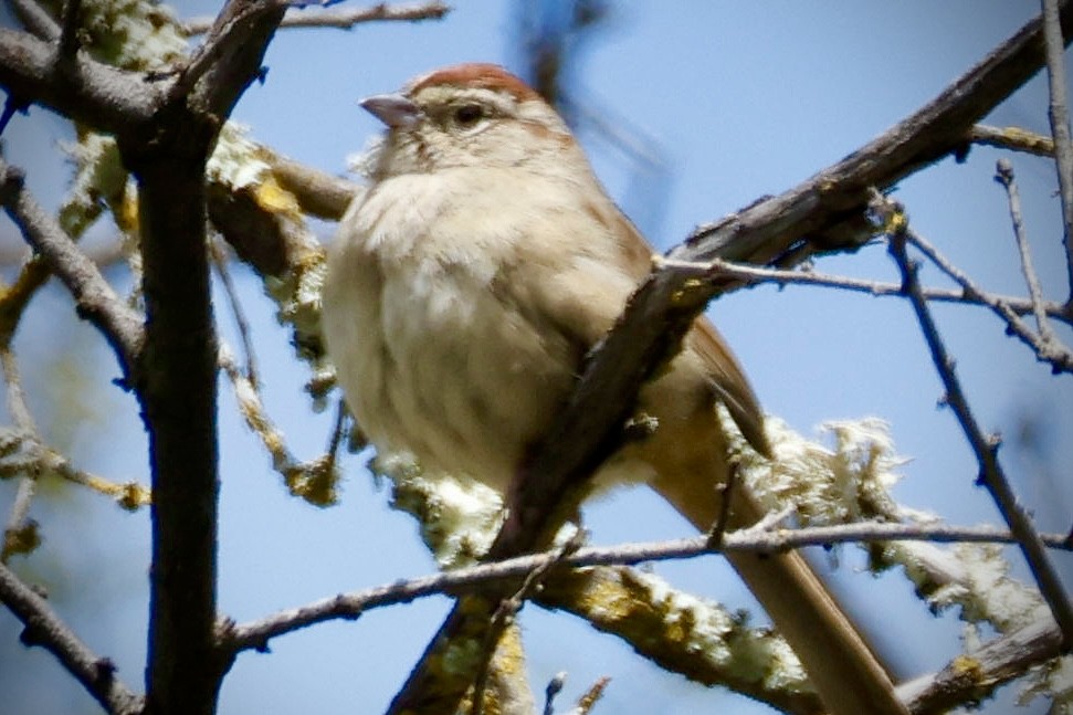 Rufous-crowned Sparrow - Mark Elness