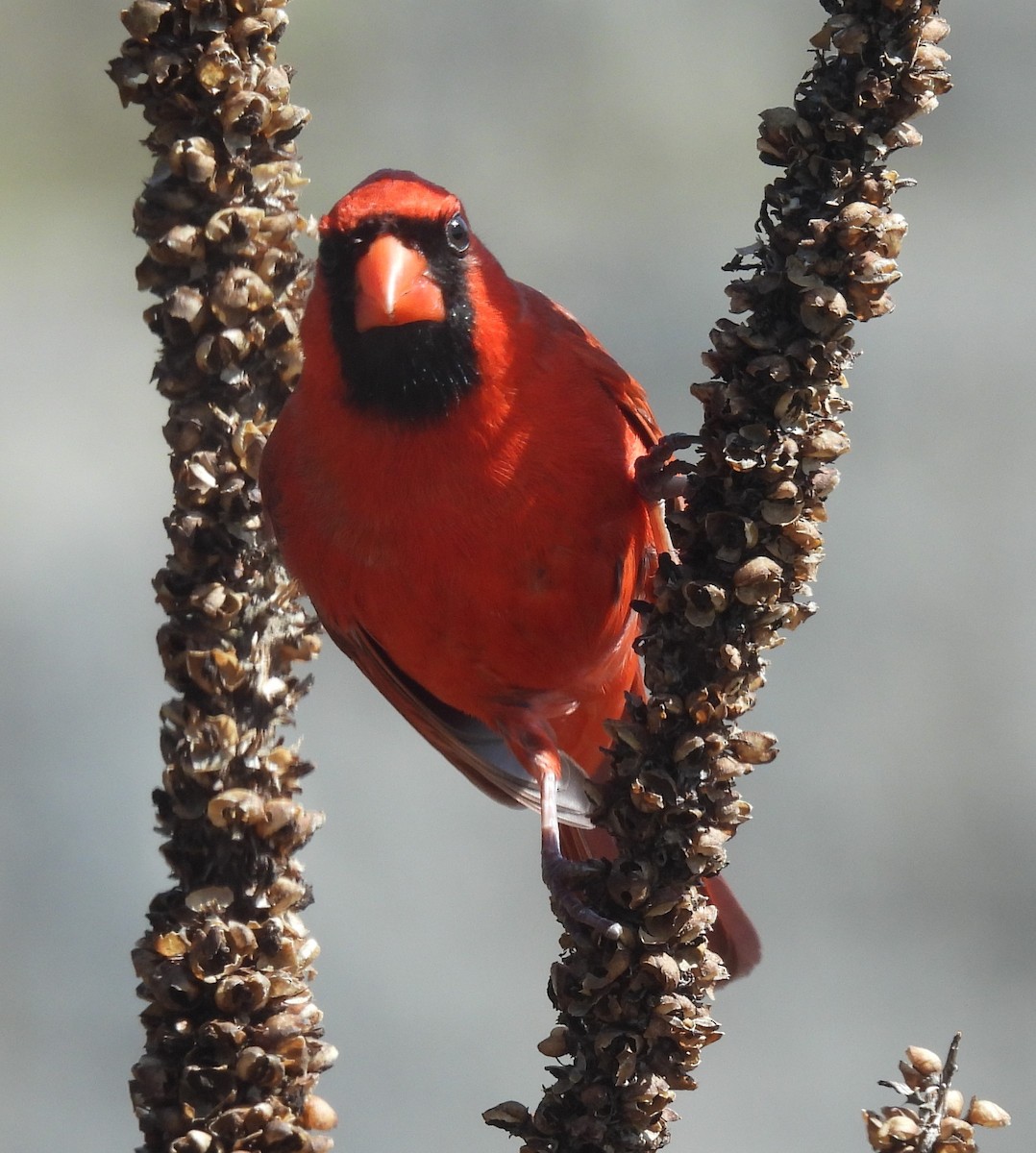 Northern Cardinal - ML617108484