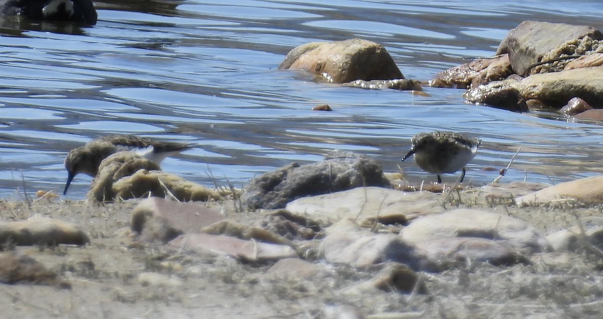 Baird's Sandpiper - Susan Ringoen