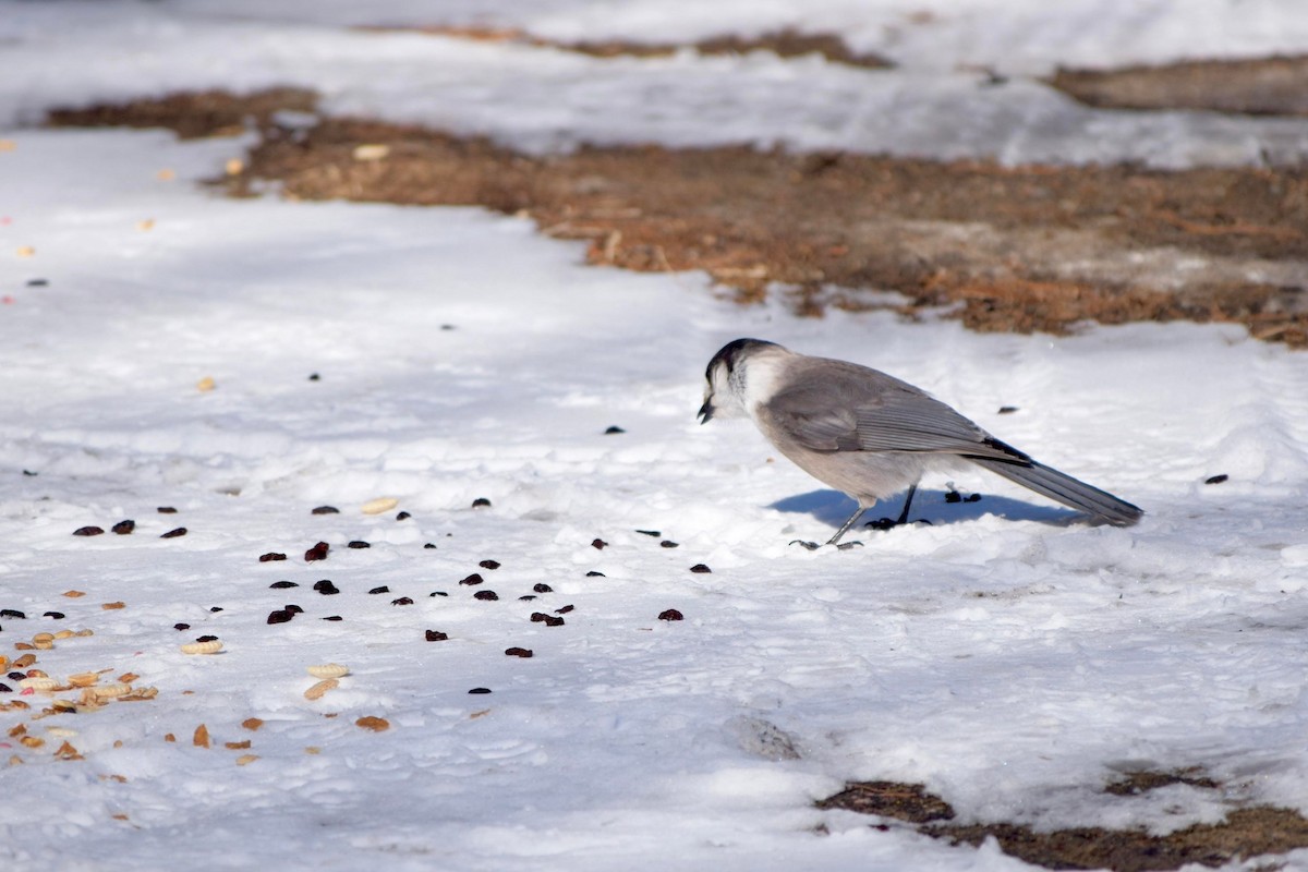 Canada Jay - ML617108644